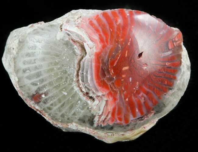 Pennsylvanian Aged Red Agatized Horn Coral - Utah #46743